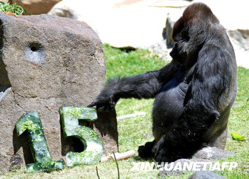 墨西哥一只雌性大猩猩过15岁生日(组图)